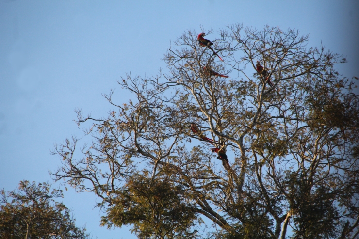 Macaws perched 2.jpg