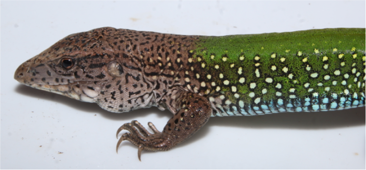 Ameiva.png